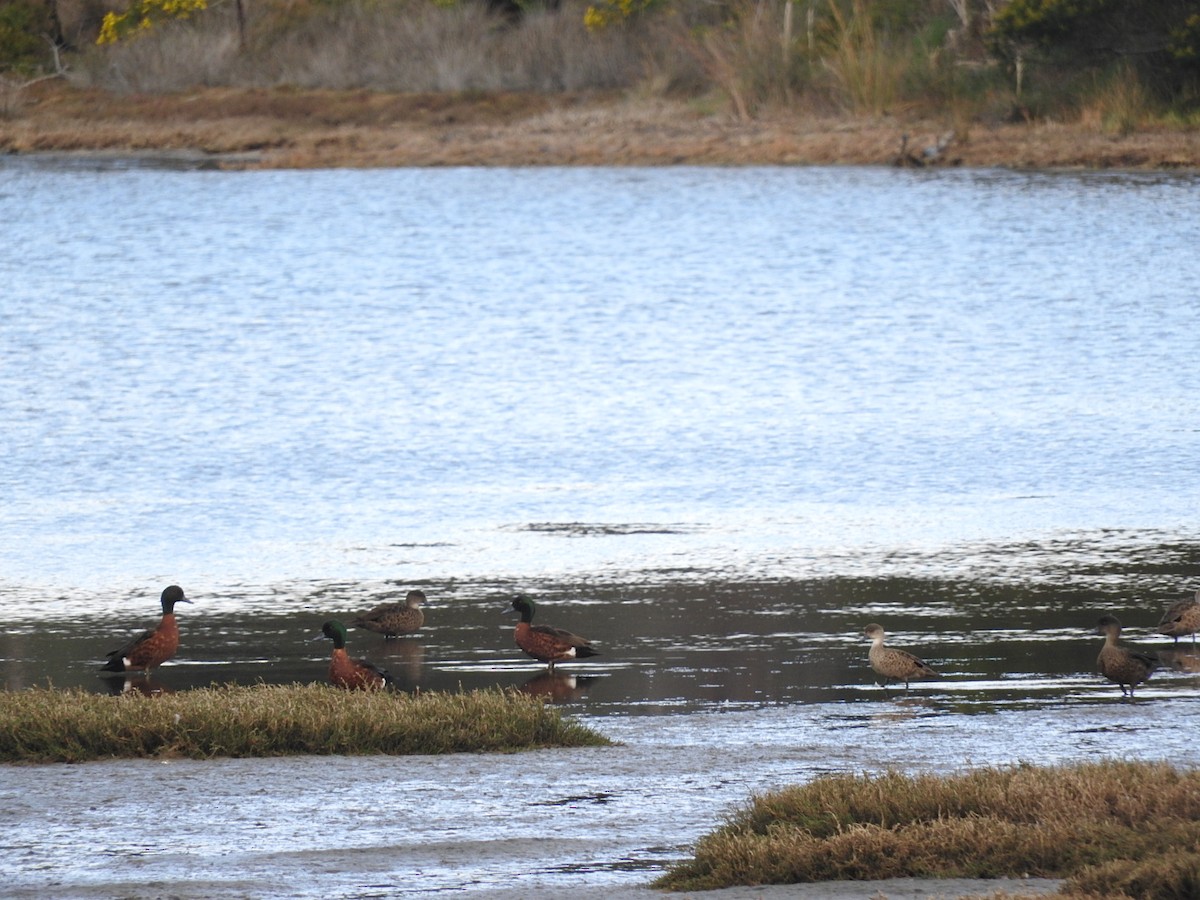 Chestnut Teal - ML115559571