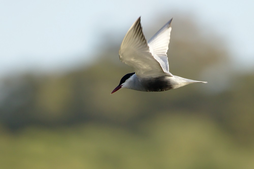 Whiskered Tern - Tom Tarrant