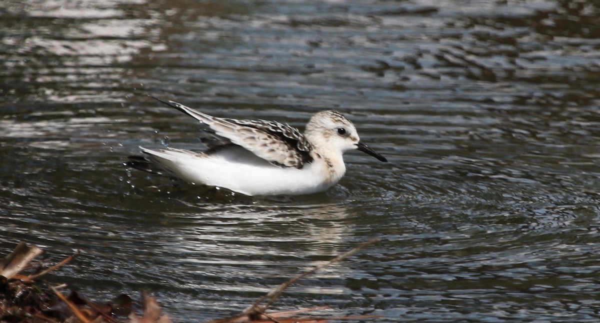 Sanderling - ML115561001