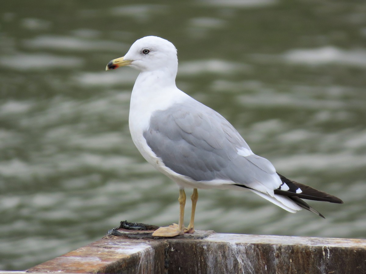 Armenian Gull - Hugo Foxonet