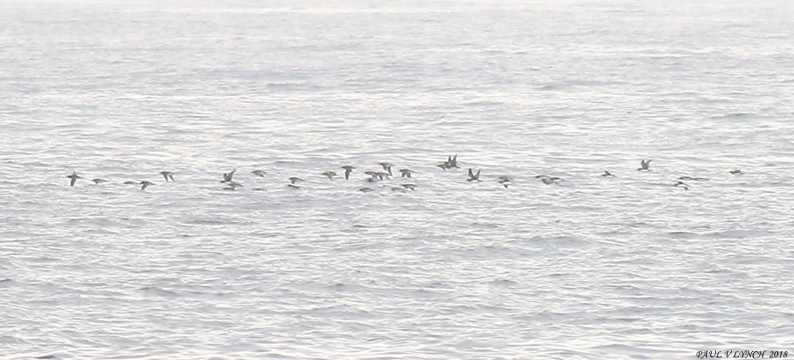 Hutton's Shearwater - ML115562821