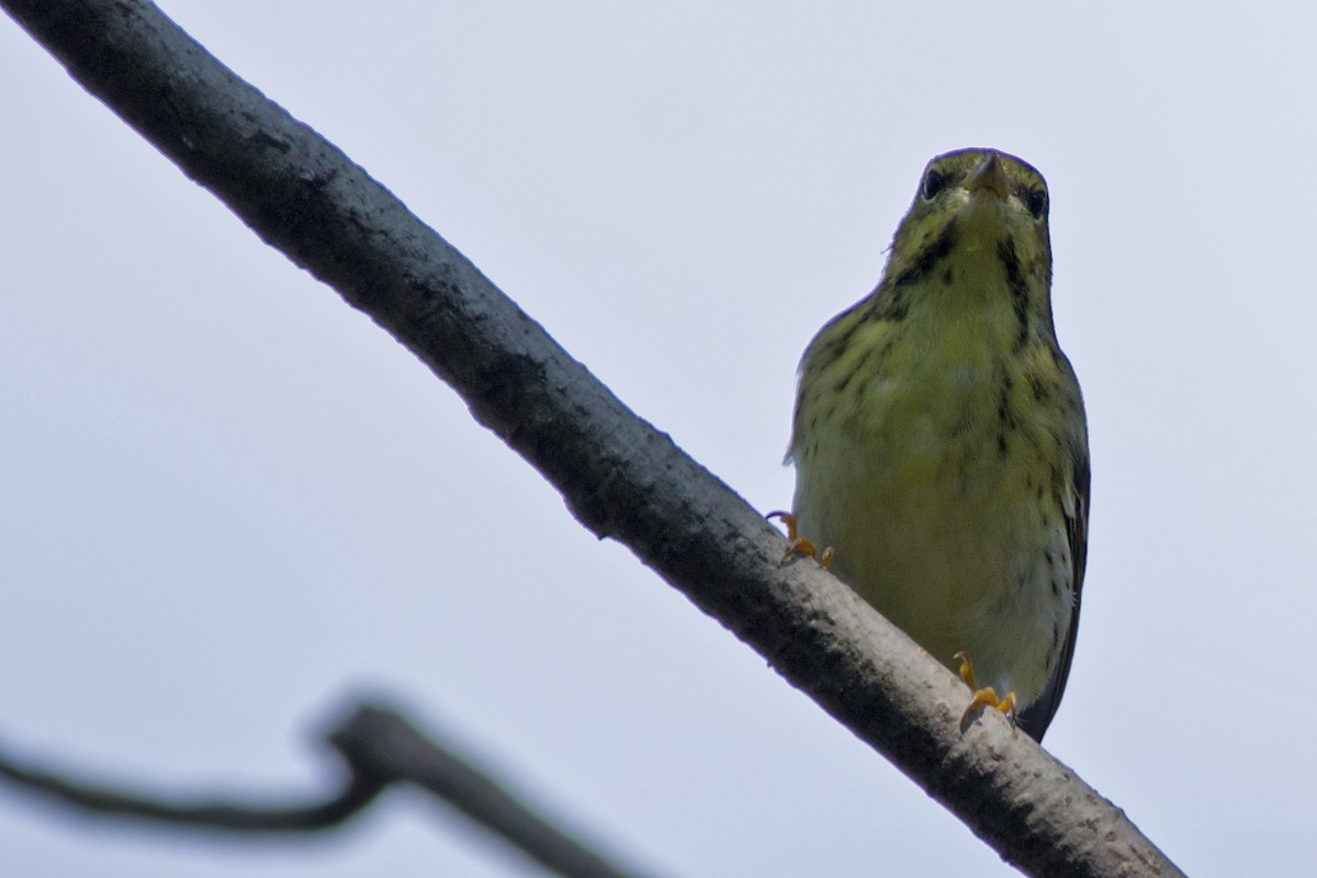 Blackpoll Warbler - ML115562941