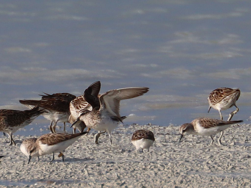 Broad-billed Sandpiper - jannette and peter manins