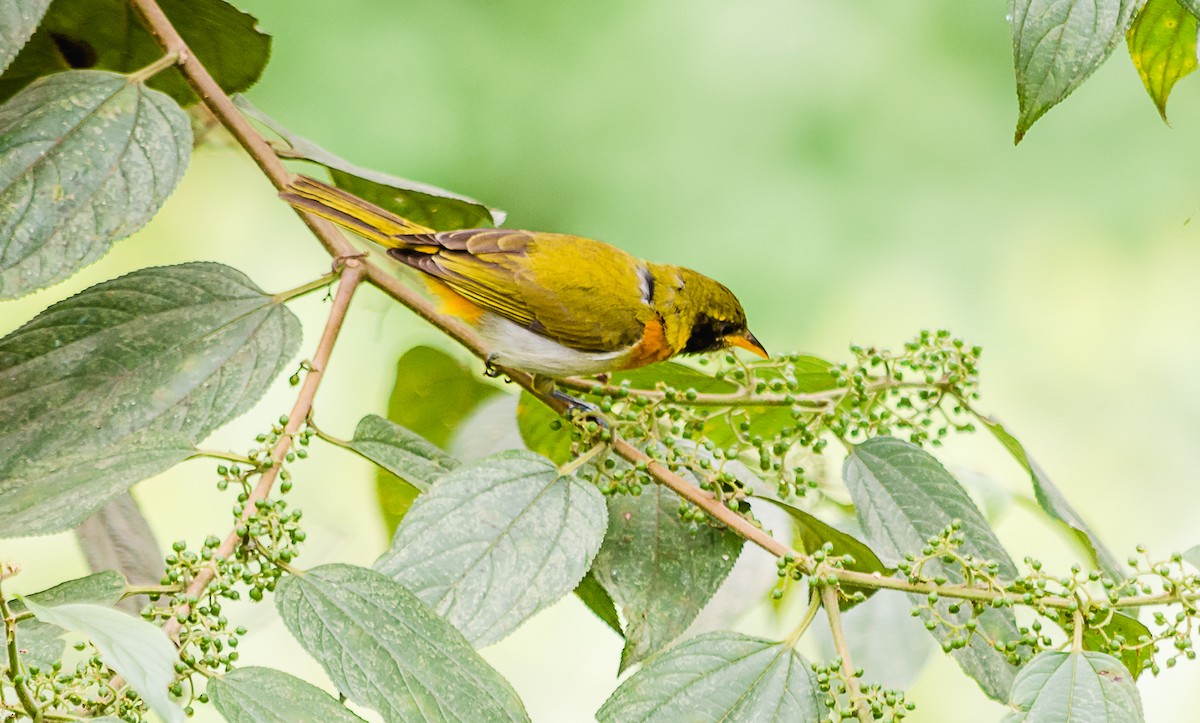 Guira Tanager - ML115566341