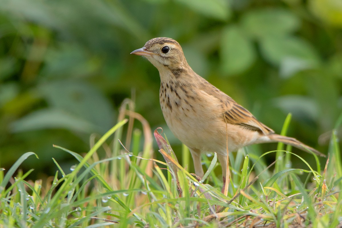 Richard's Pipit - ML115567001