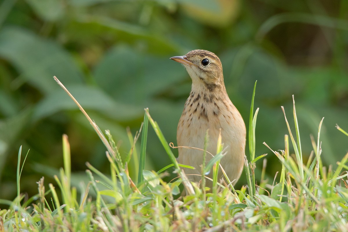 Richard's Pipit - ML115567011