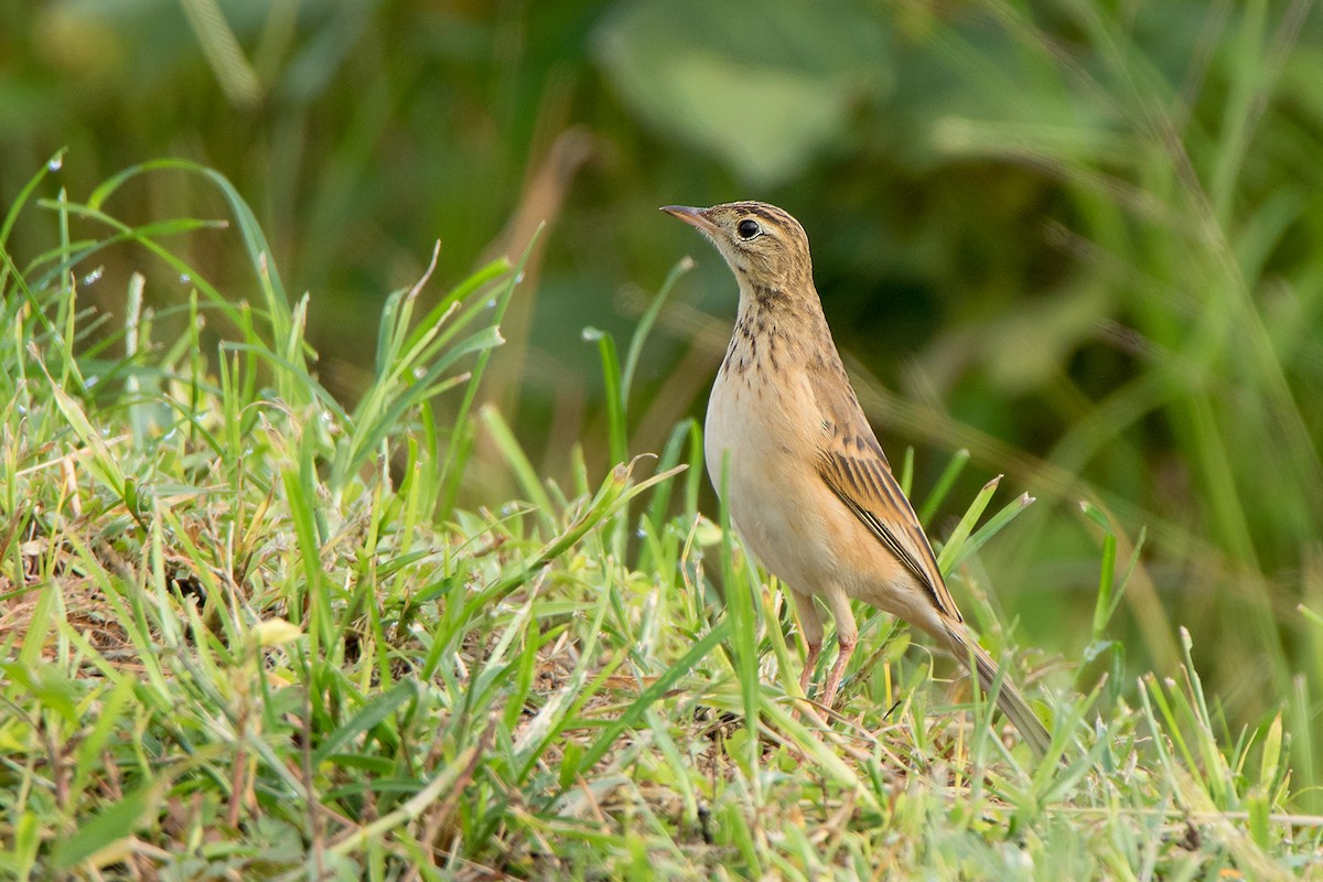 Richard's Pipit - ML115567021