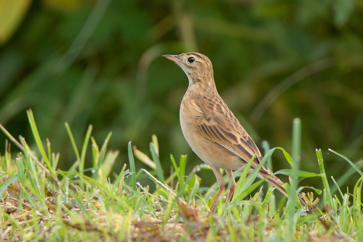 Richard's Pipit - ML115567031