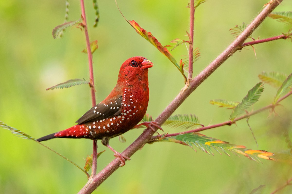 Red Avadavat - ML115567061