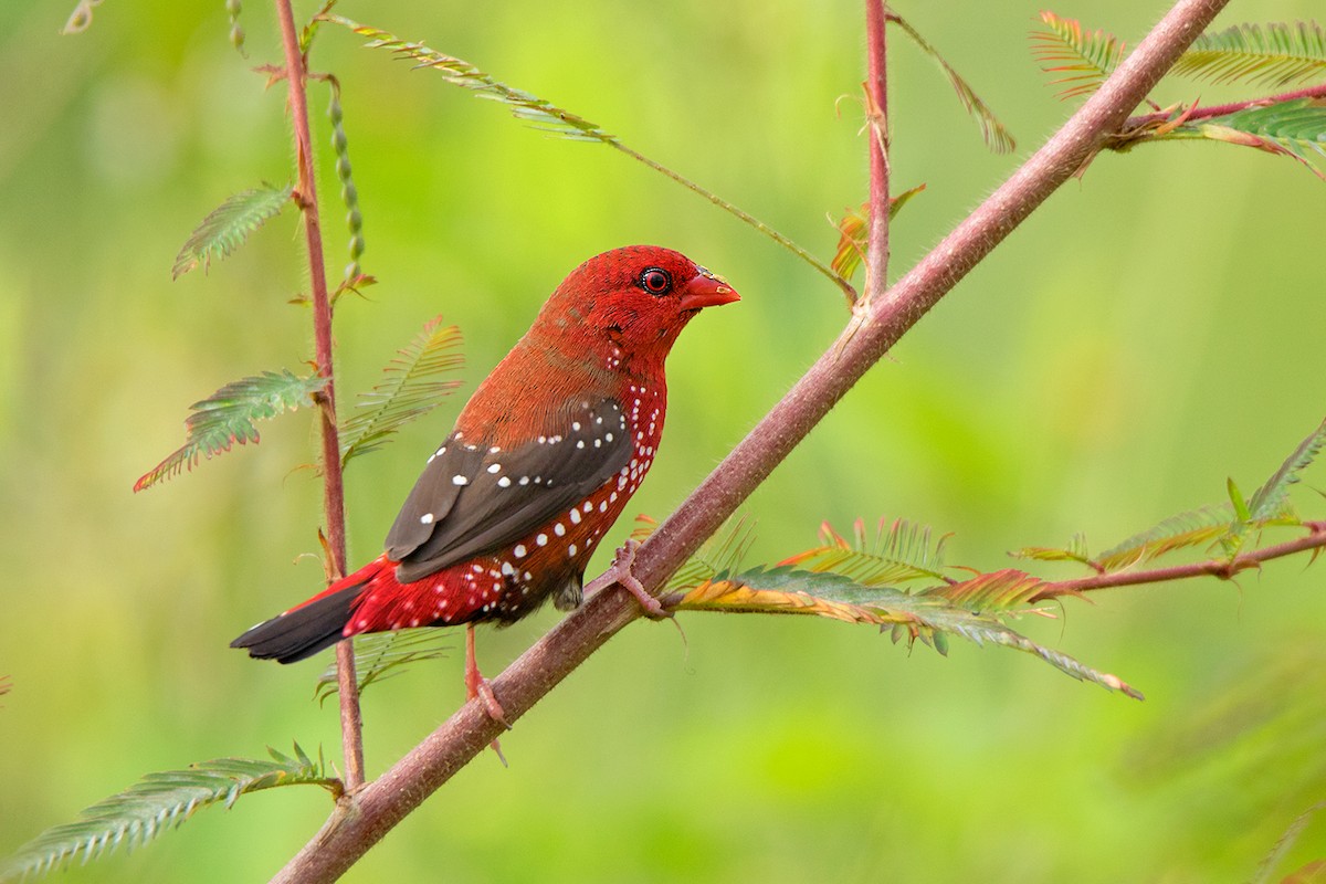 Red Avadavat - Ayuwat Jearwattanakanok