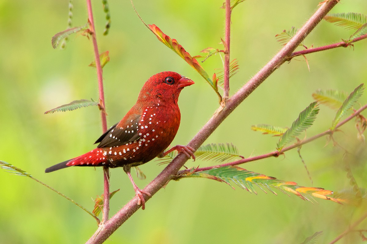 Red Avadavat - ML115567081