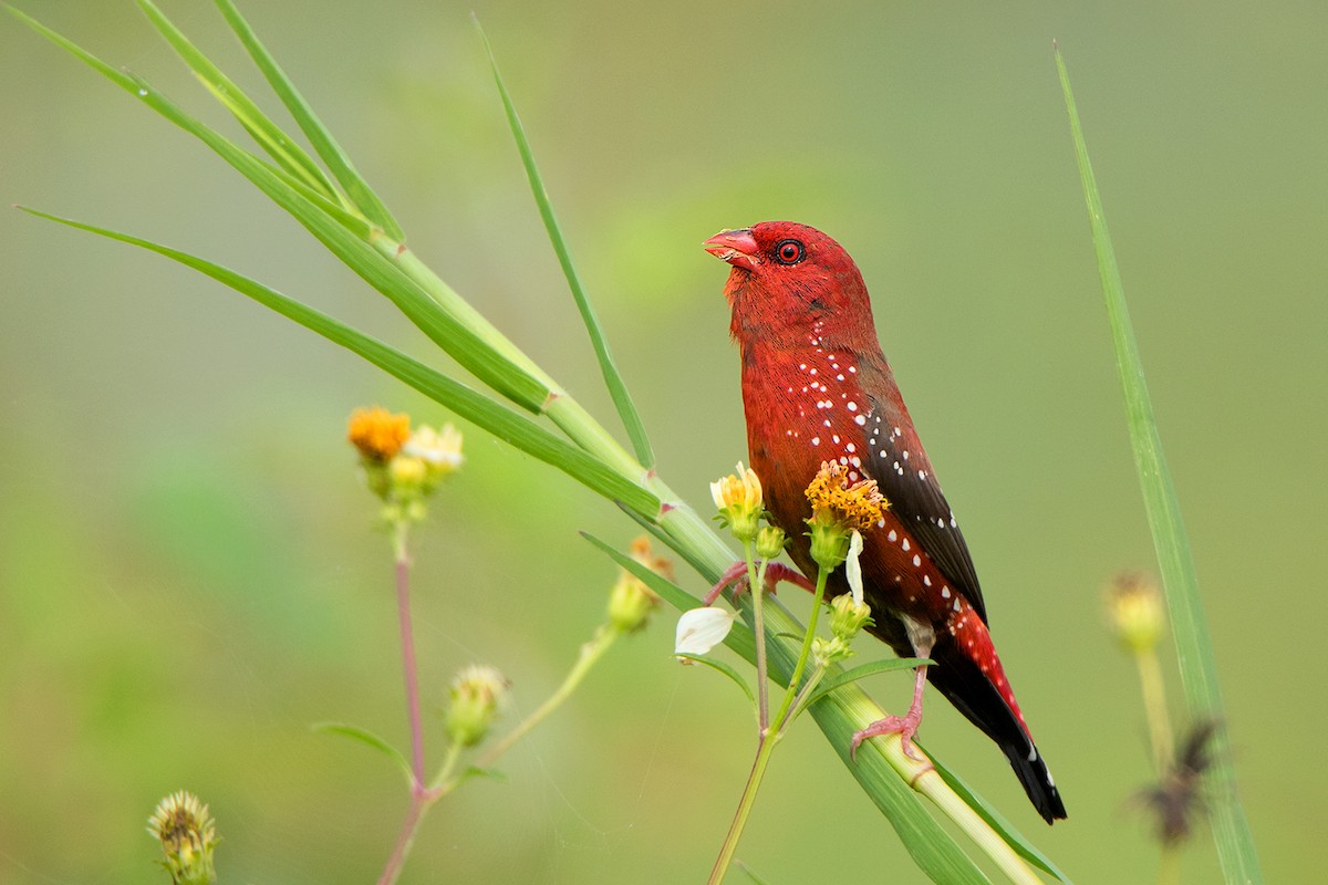 Red Avadavat - ML115567101