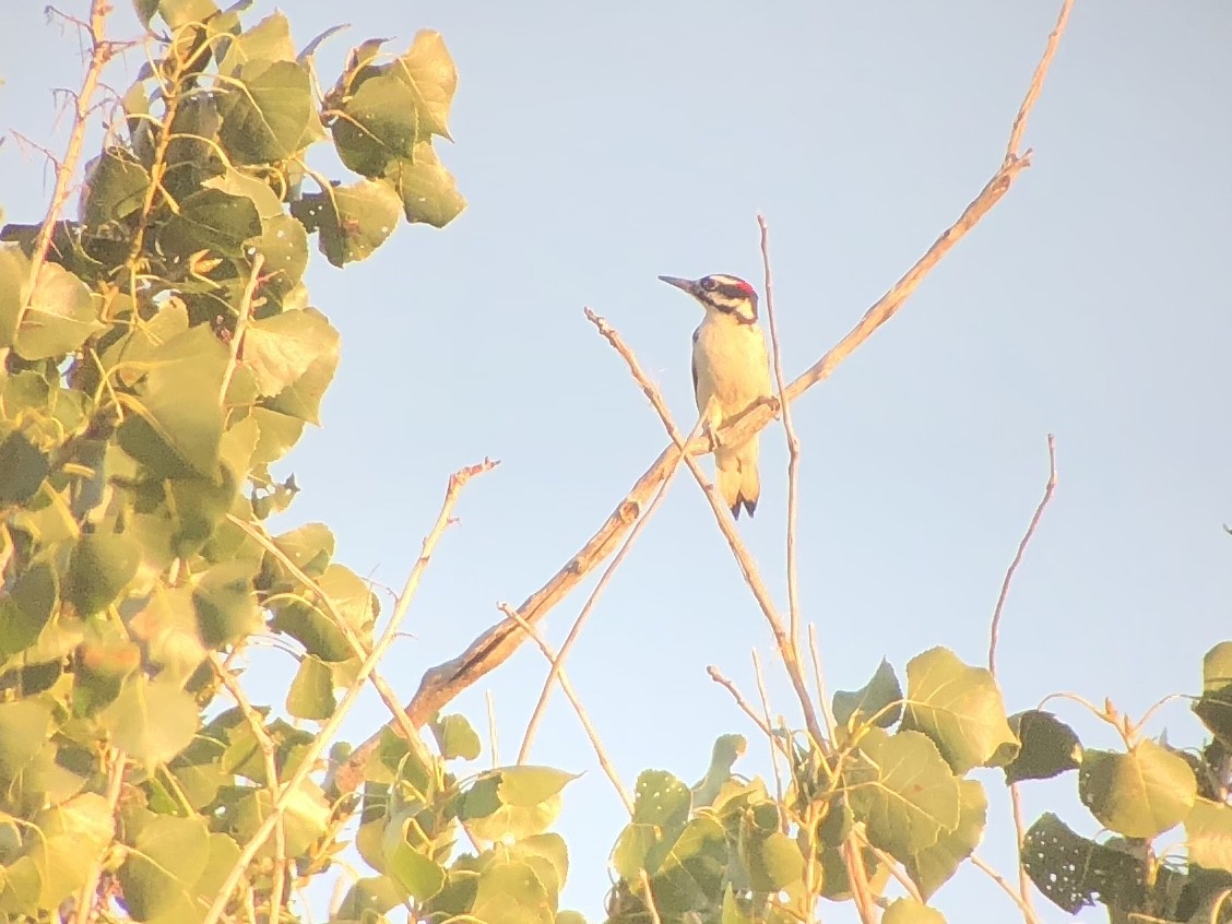 セジロアカゲラ（villosus グループ） - ML115567771