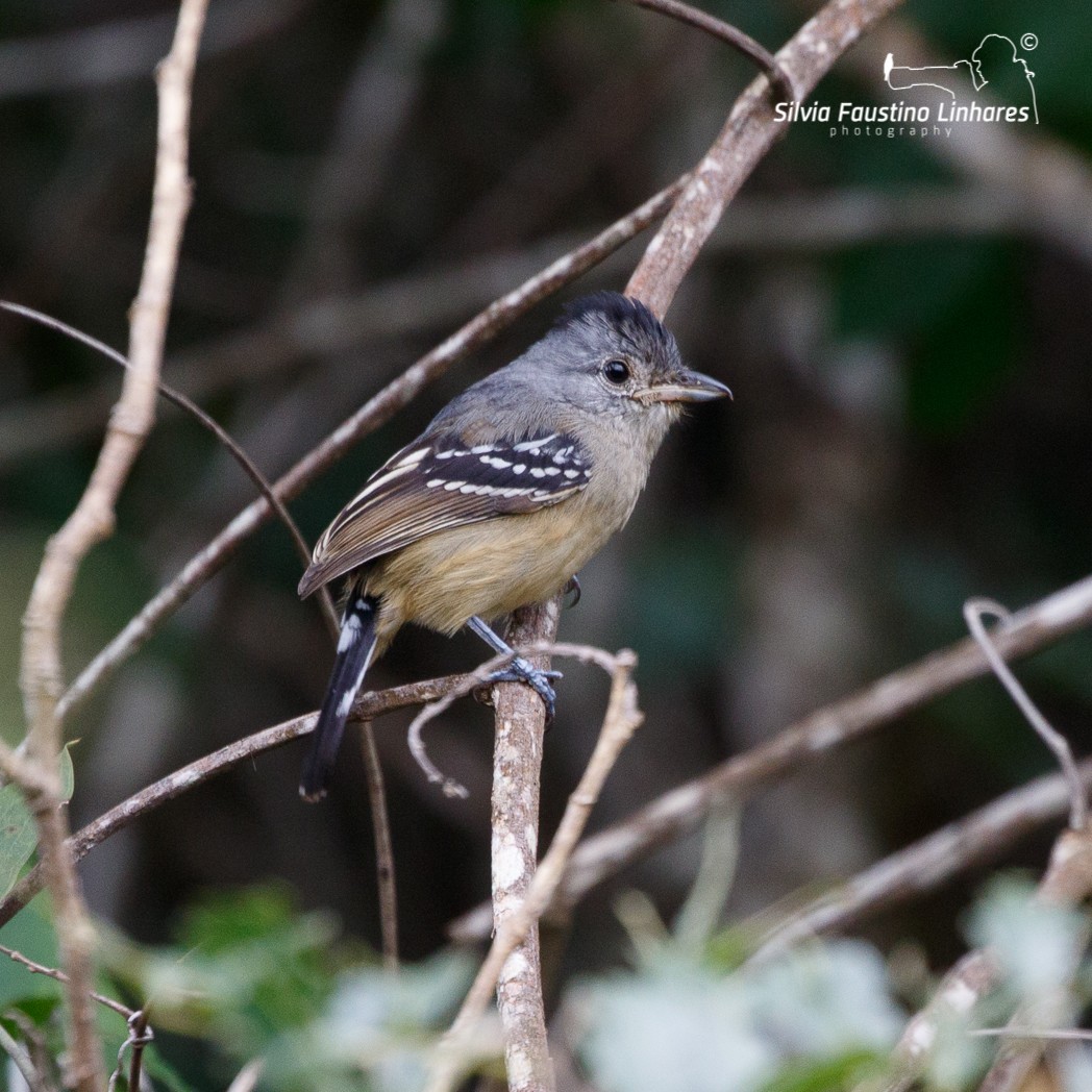 Planalto Slaty-Antshrike - Silvia Faustino Linhares