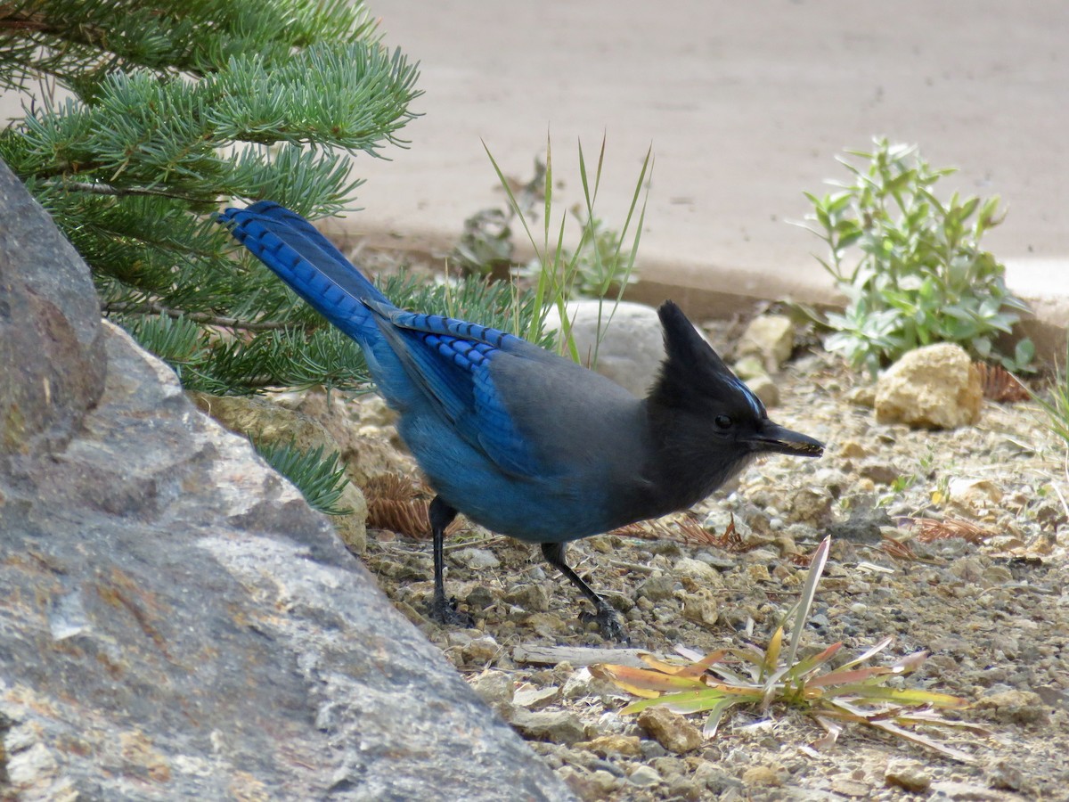 Steller's Jay - Lisa Owens