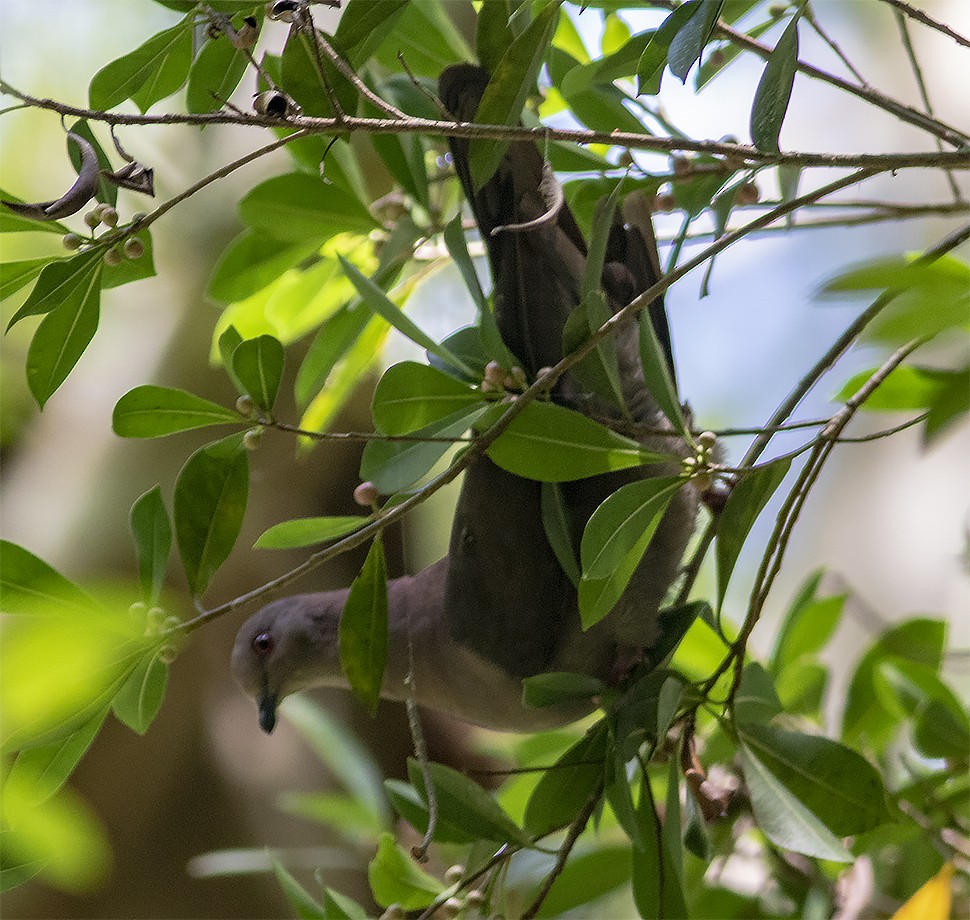 Short-billed Pigeon - ML115569671