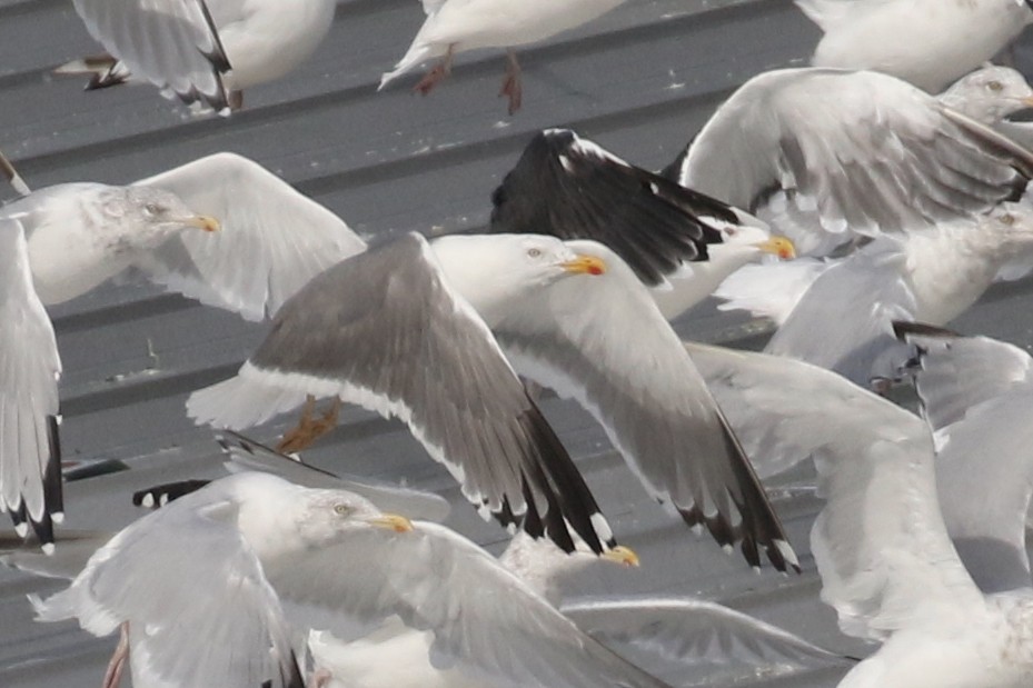 American Herring x Lesser Black-backed Gull (hybrid) - ML115570101