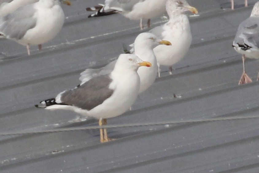 American Herring x Lesser Black-backed Gull (hybrid) - ML115570111