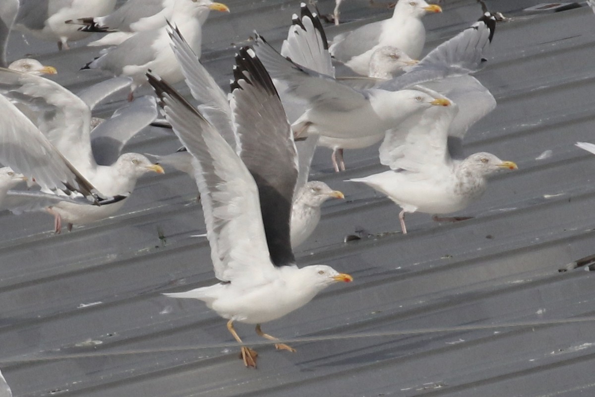 American Herring x Lesser Black-backed Gull (hybrid) - ML115570131