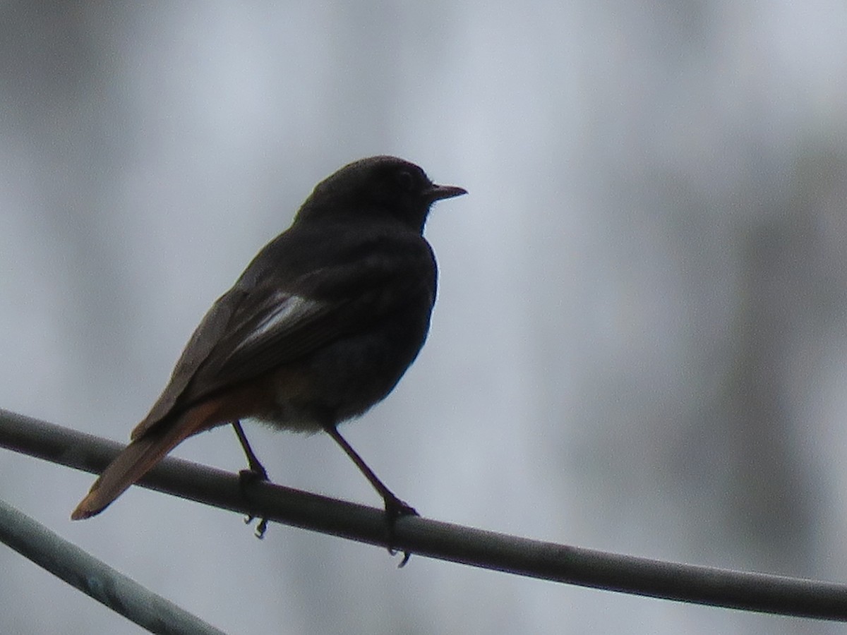 Black Redstart (Western) - ML115572361