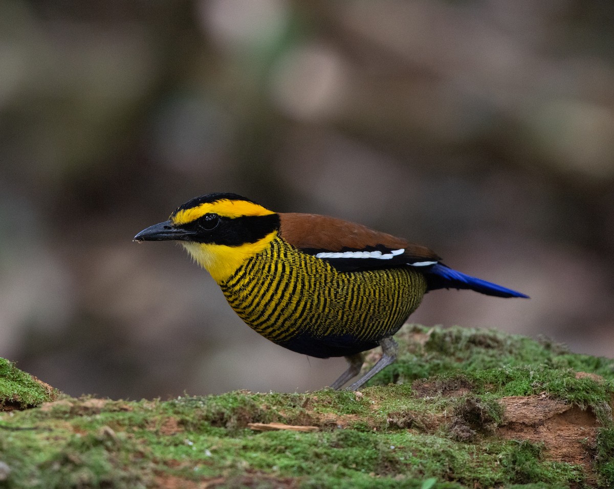 Bornean Banded-Pitta - jimmy Yao