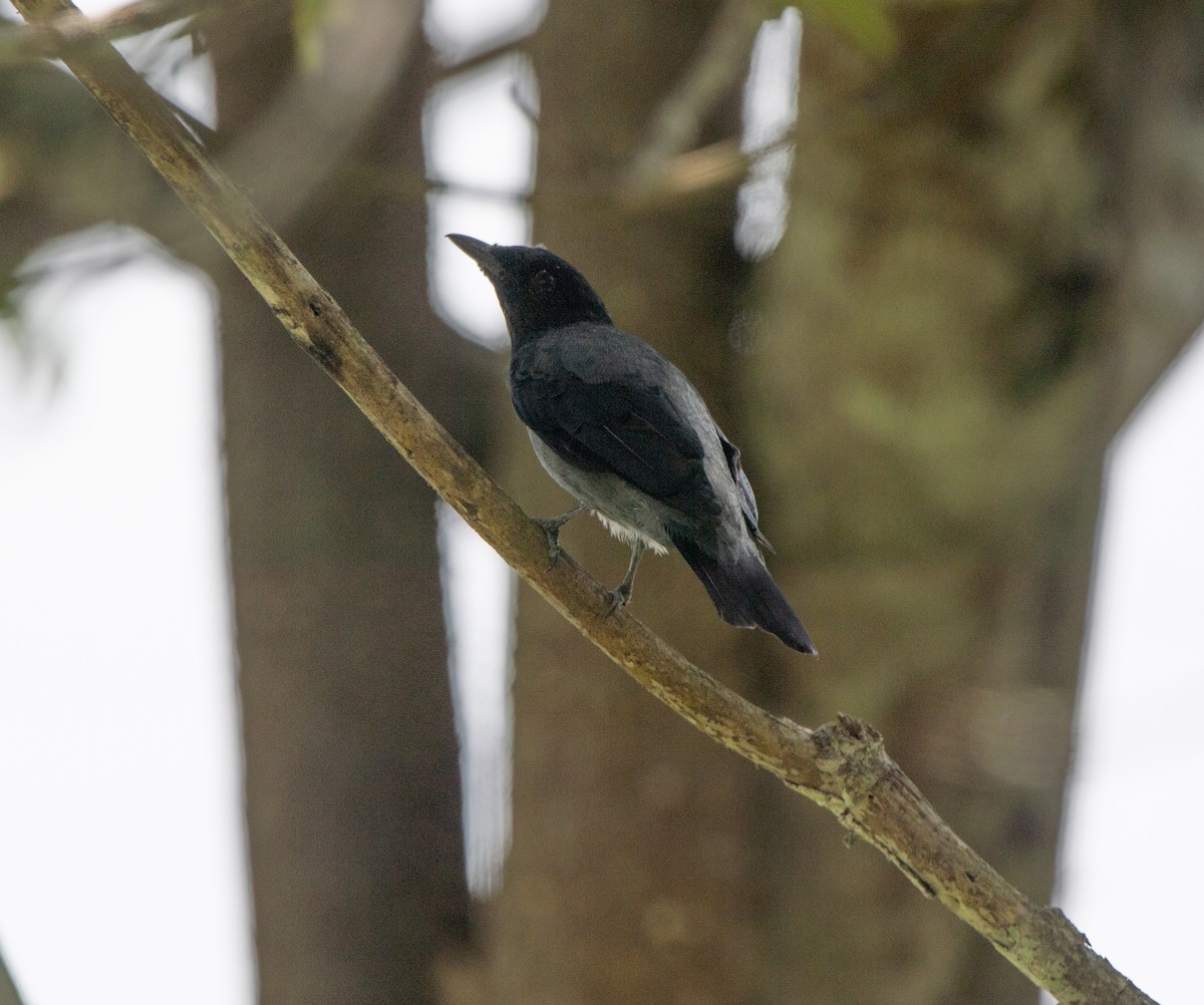 Sunda Cuckooshrike - jimmy Yao