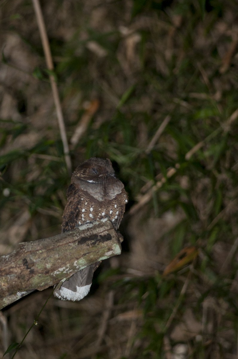 Ocellated Poorwill - ML115572611