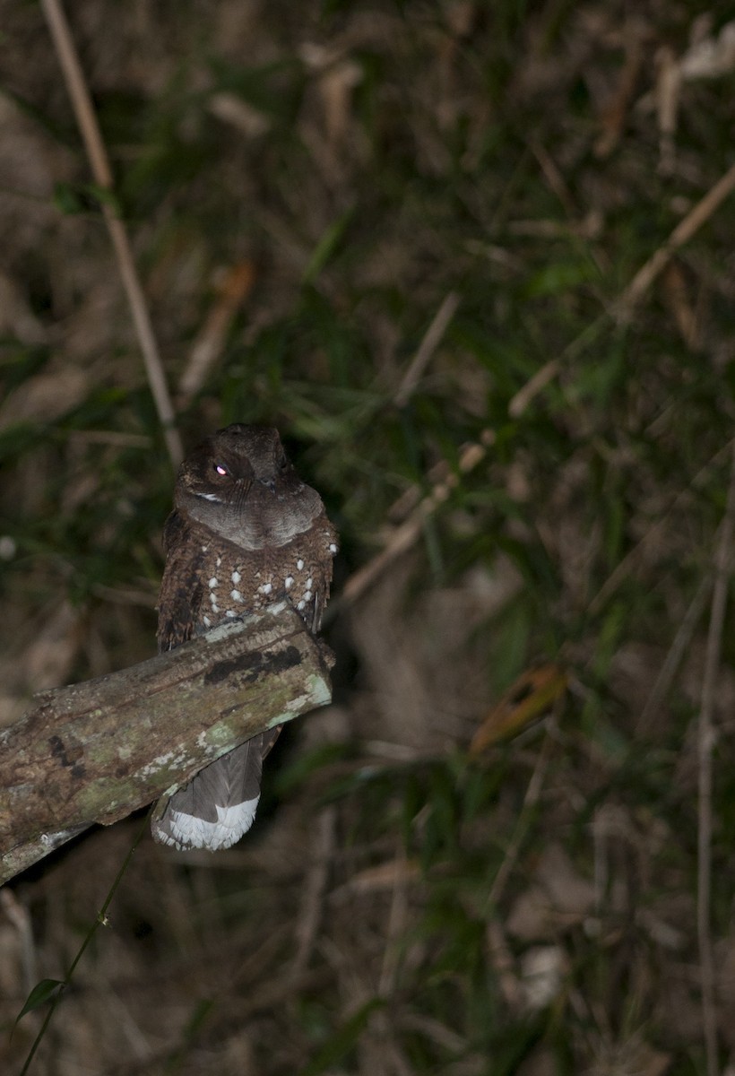 Ocellated Poorwill - ML115572631