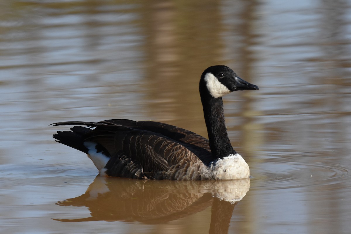 Canada Goose - Patty Masten