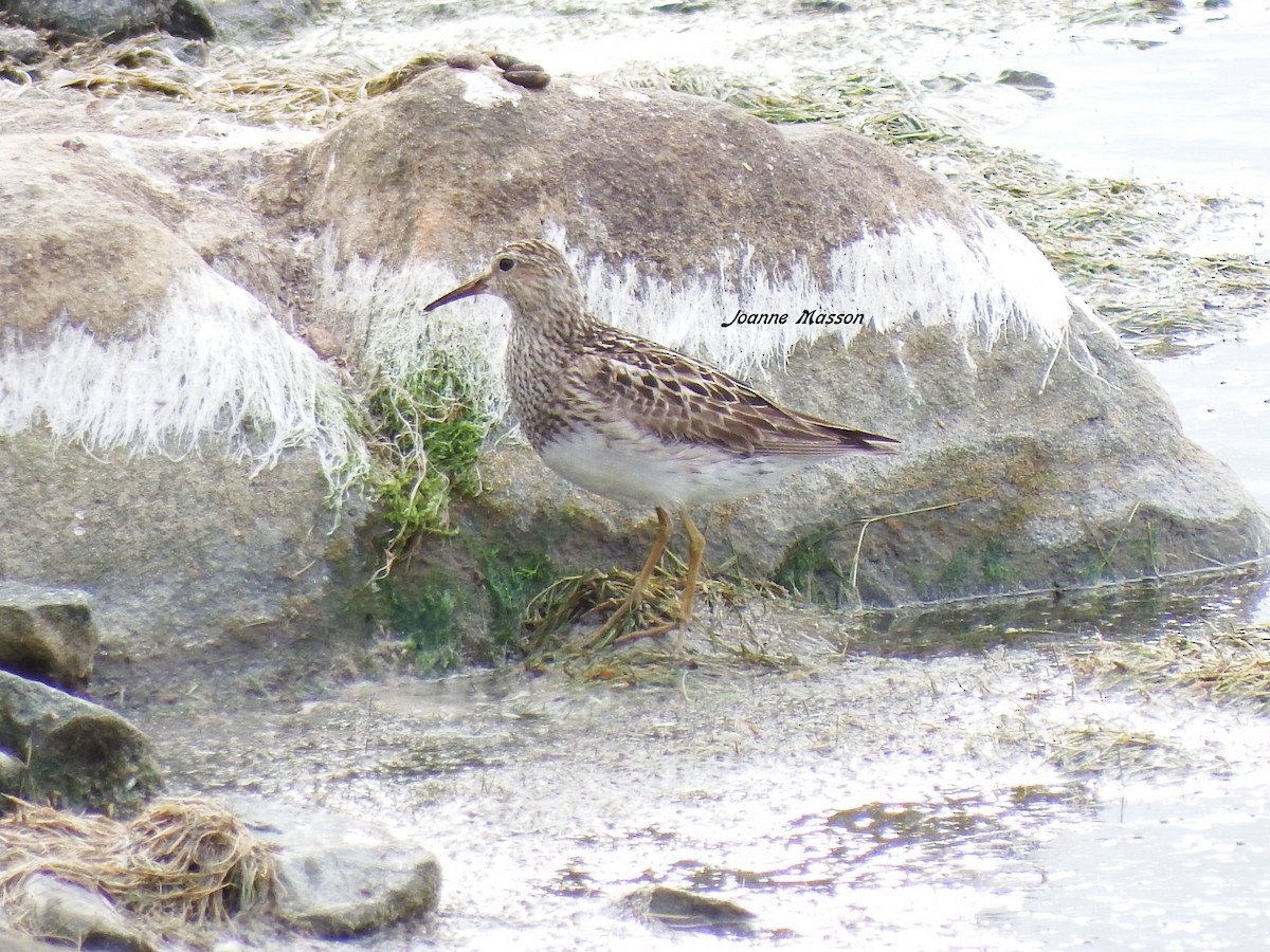 Pectoral Sandpiper - ML115574991