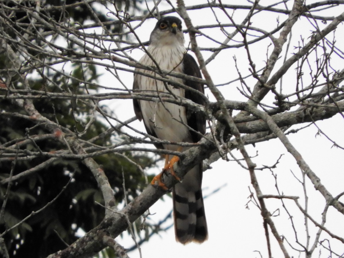 Sharp-shinned Hawk (White-breasted) - ML115575521