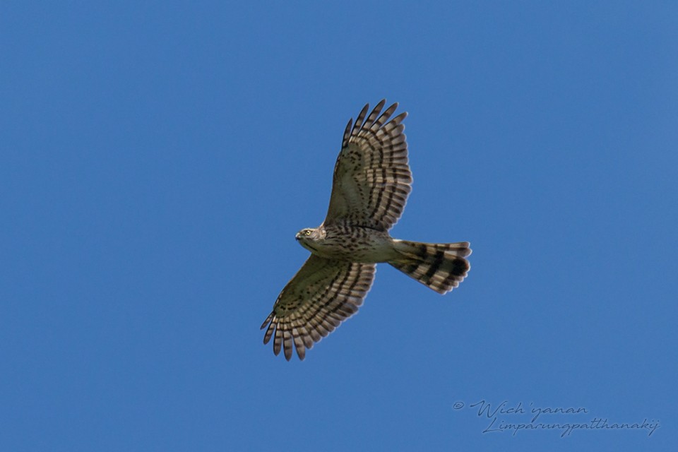 Accipiter sp. - ML115575781