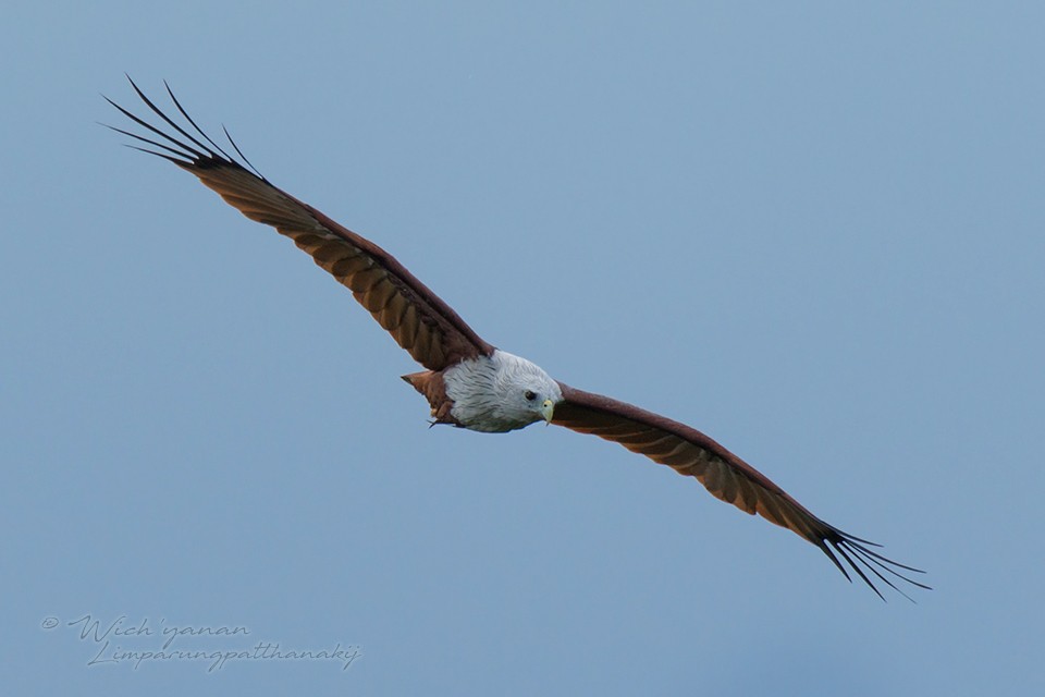 Brahminy Kite - ML115575811