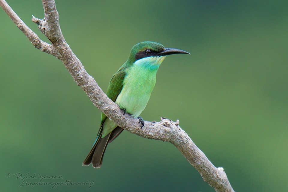 Blue-throated Bee-eater - ML115575861