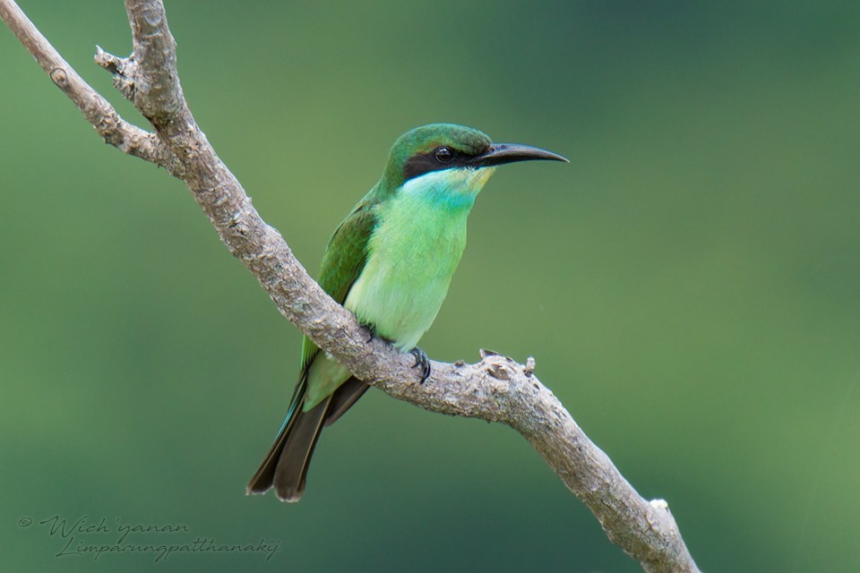 Abejaruco Gorjiazul - ML115575861