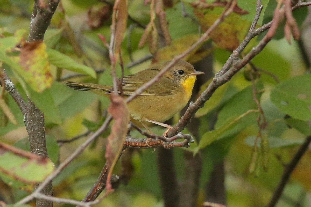 Common Yellowthroat - ML115581441