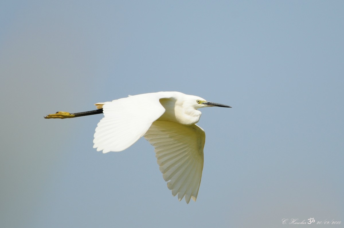 Little Egret - ML115582041