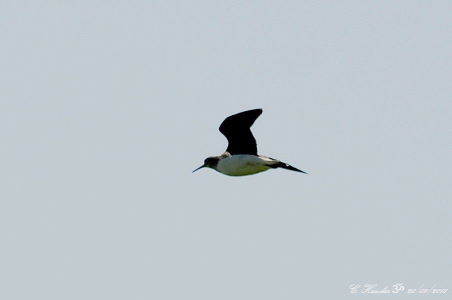 Green Sandpiper - ML115582401