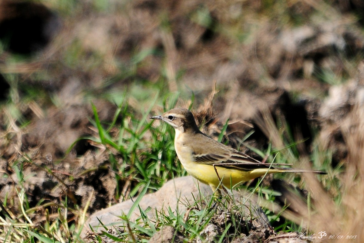 Western Yellow Wagtail - ML115582861