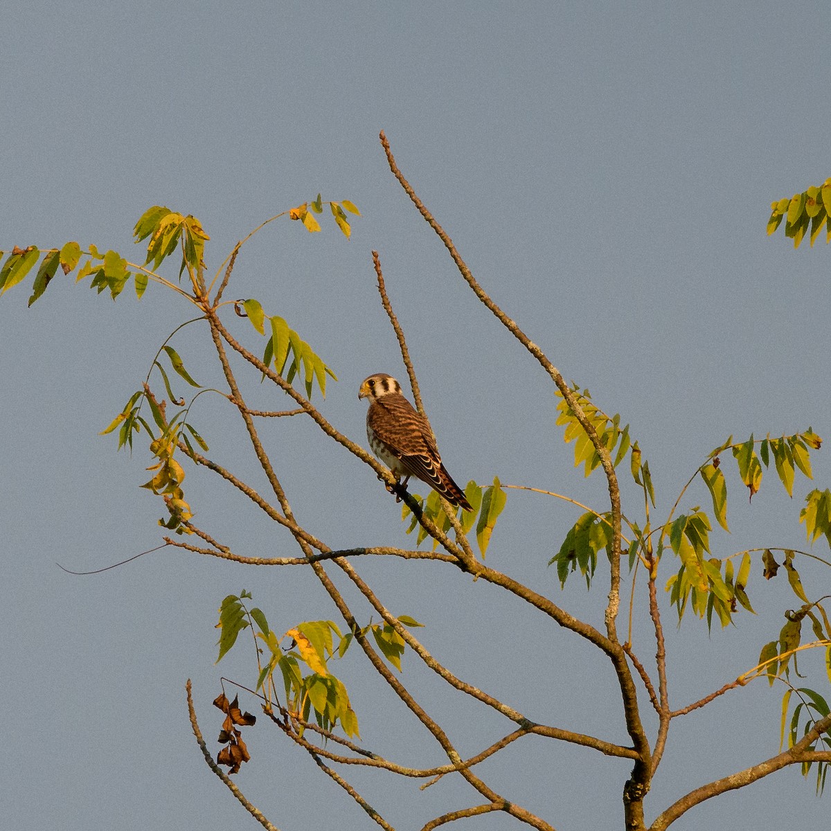 American Kestrel - ML115584421