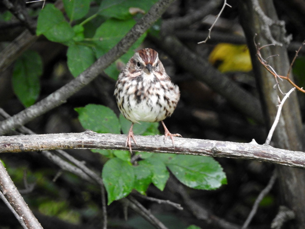 Song Sparrow - ML115584621