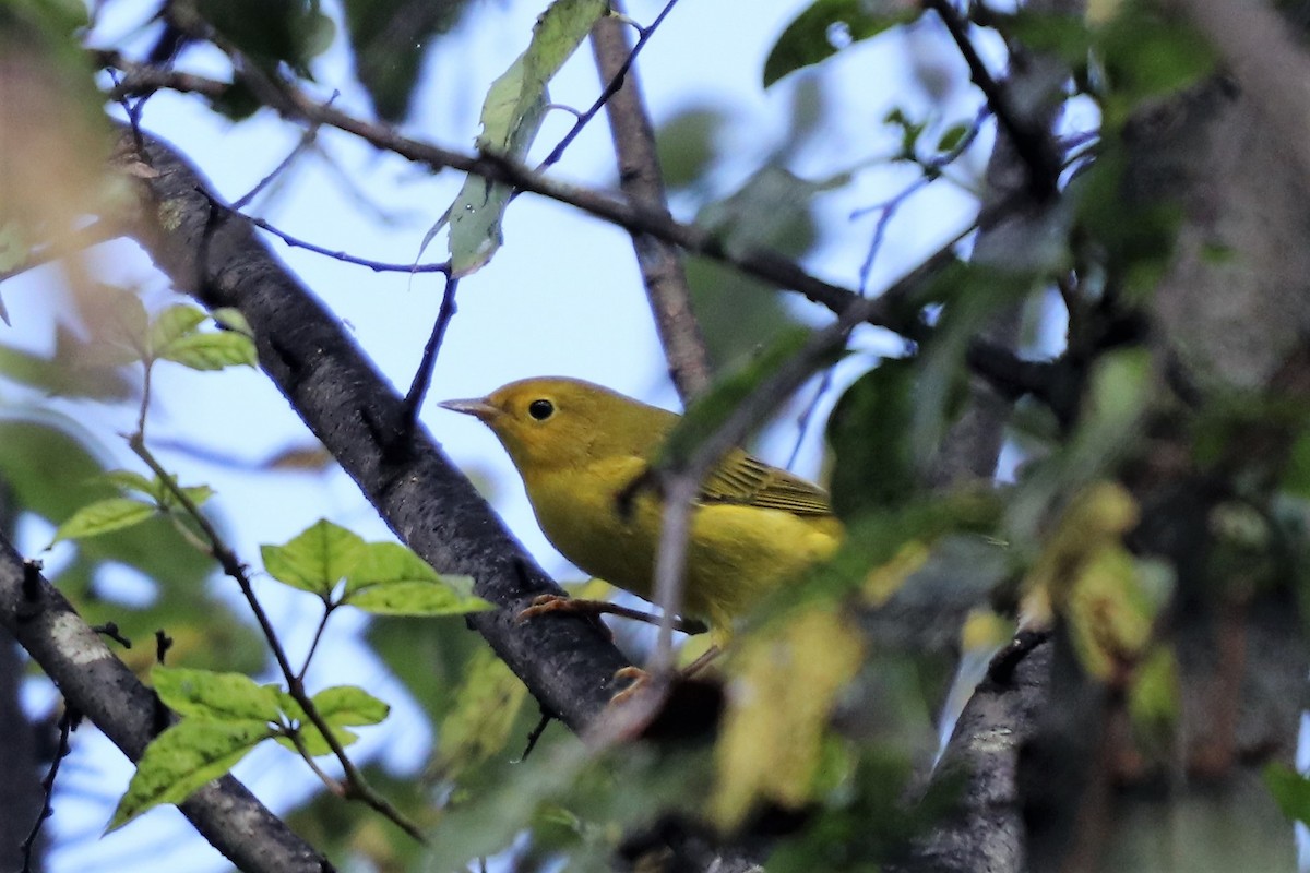 Yellow Warbler - ML115584881