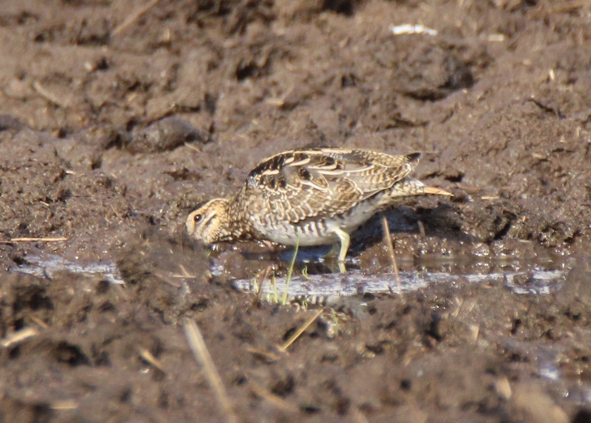 Wilson's Snipe - ML115586311