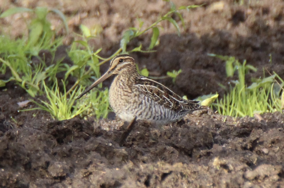 bekasina severoamerická - ML115586341