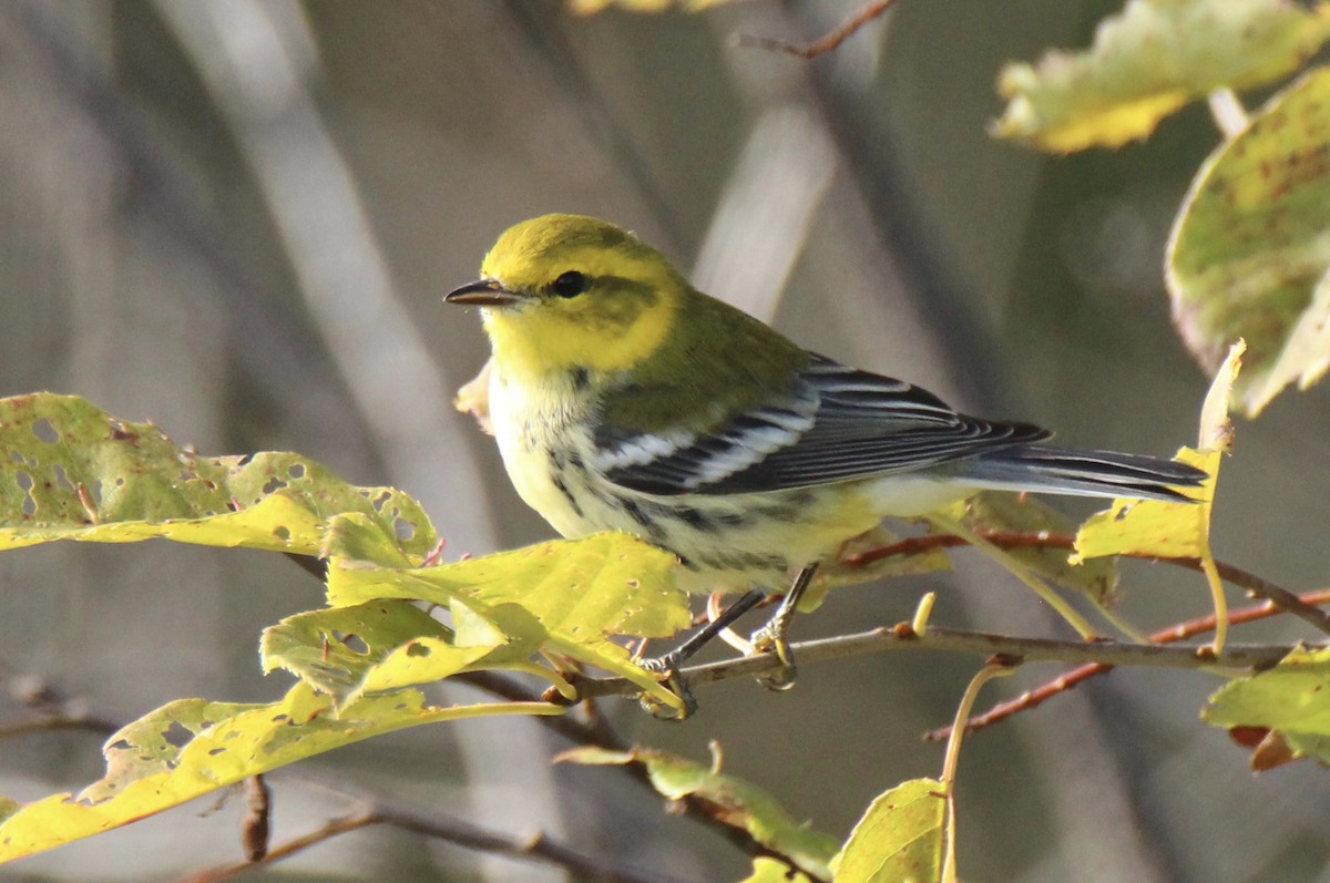 Black-throated Green Warbler - ML115586451