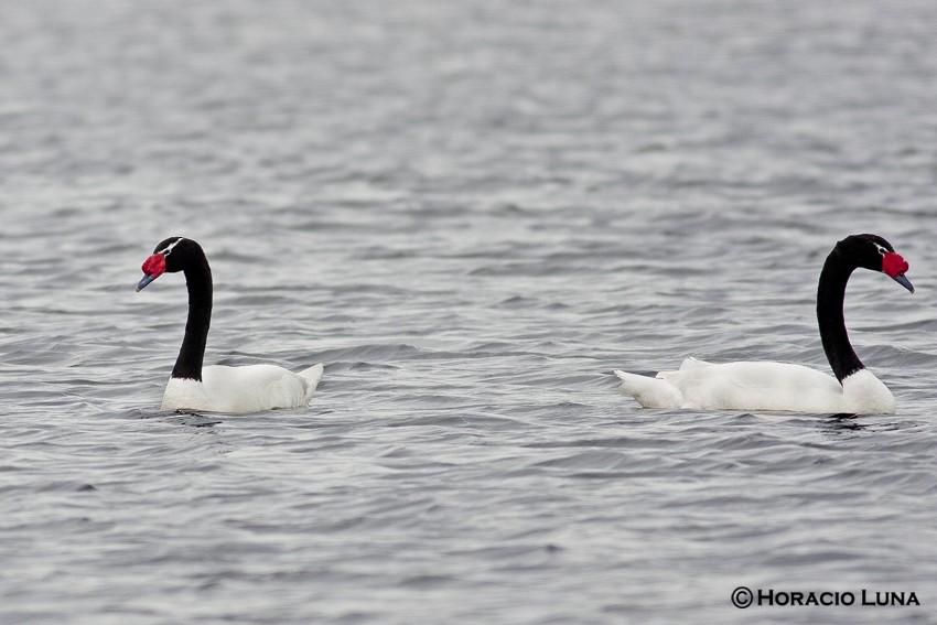 Black-necked Swan - Horacio Luna