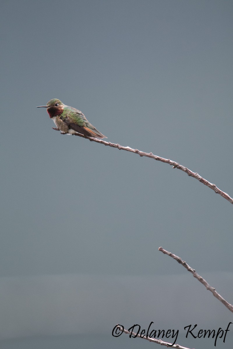 Broad-tailed Hummingbird - Delaney Kempf