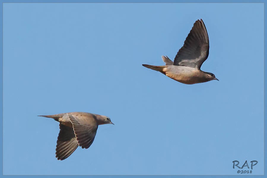 Eared Dove - ML115591231