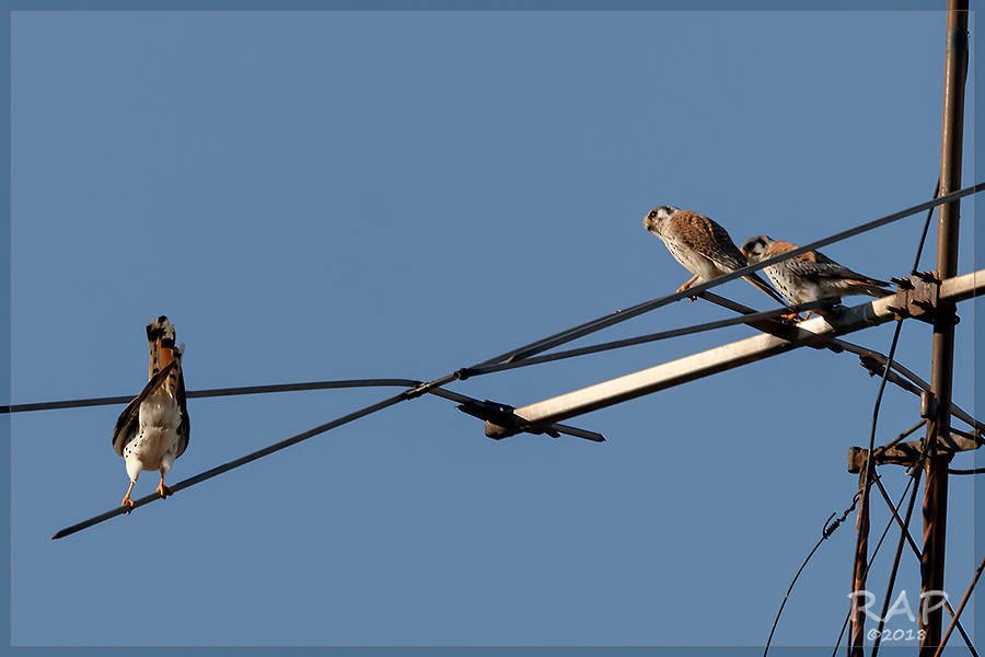 American Kestrel - ML115591251