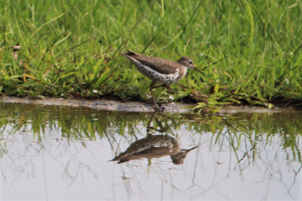 Spotted Sandpiper - ML115591511